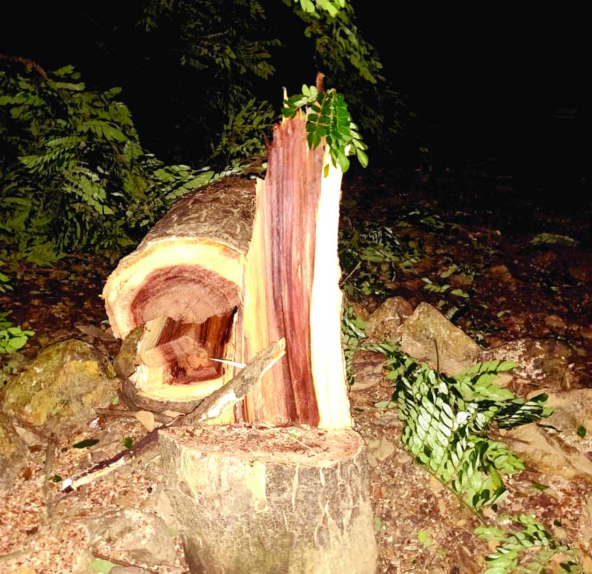 Urgent hearing in SC over tree felling in Aarey