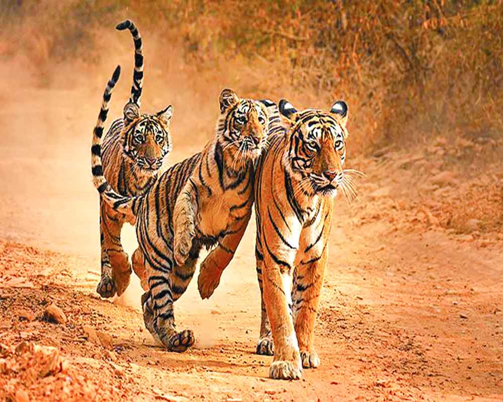 War of the springing tiger: Big cats’ numbers may double by 2020