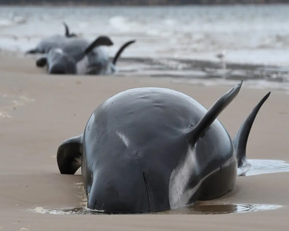 70 whales rescued from Australia's worst mass beaching