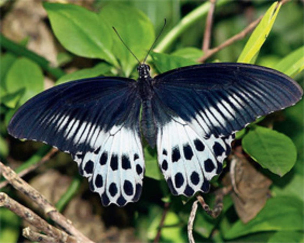 77 new butterfly species found in Matheran: BNHS