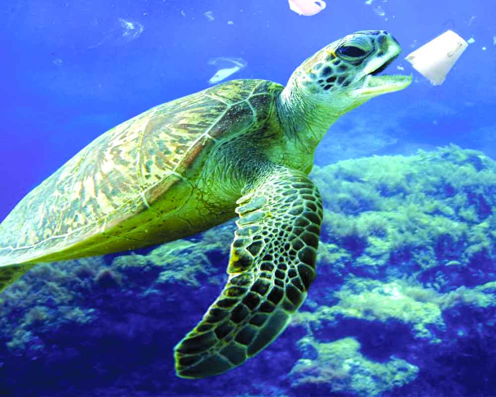 A new lease of life?