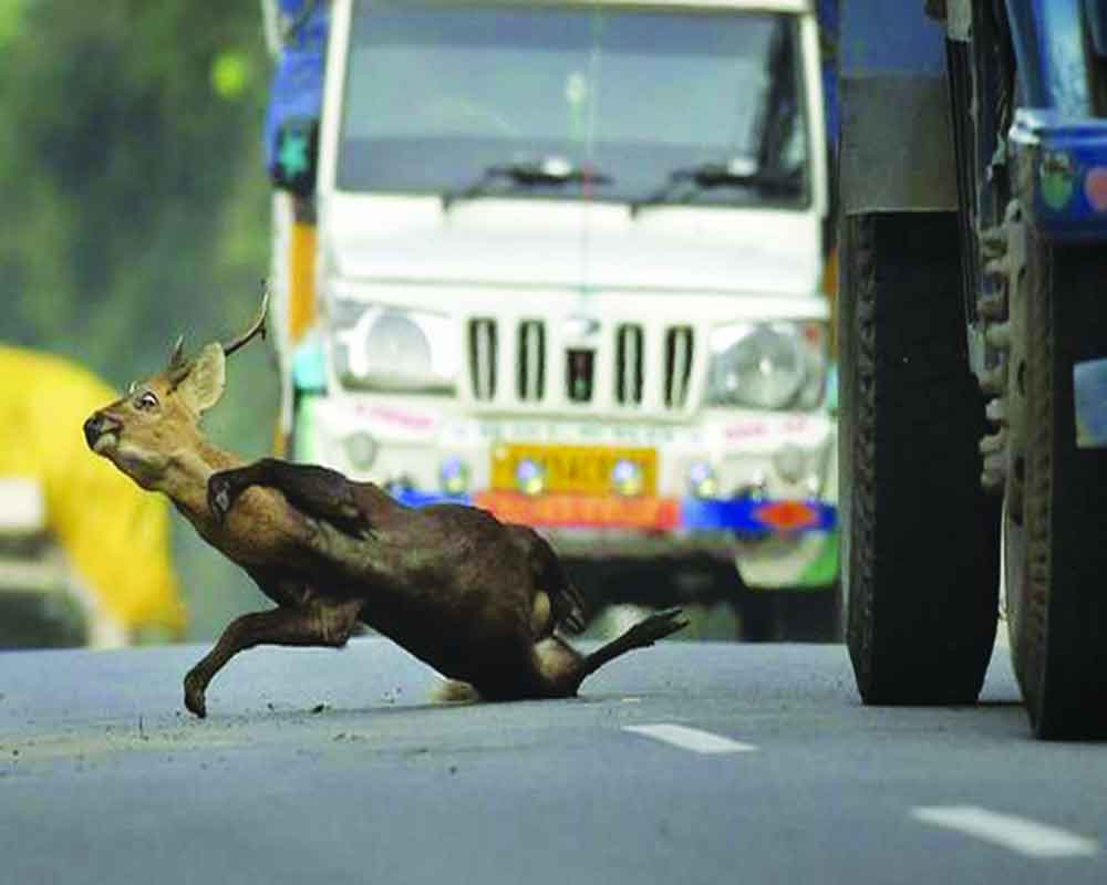 Bid to avert animals’ death on highways