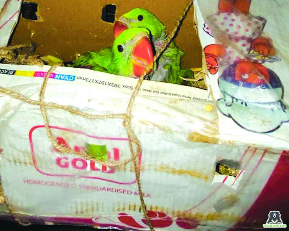 Crammed into milk crates, parakeet chicks rescued at Rly station