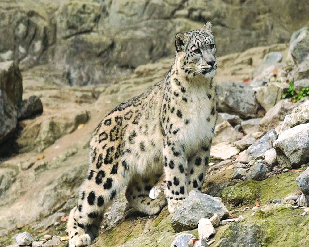 India vows to save Himalayan abode of snow leopards