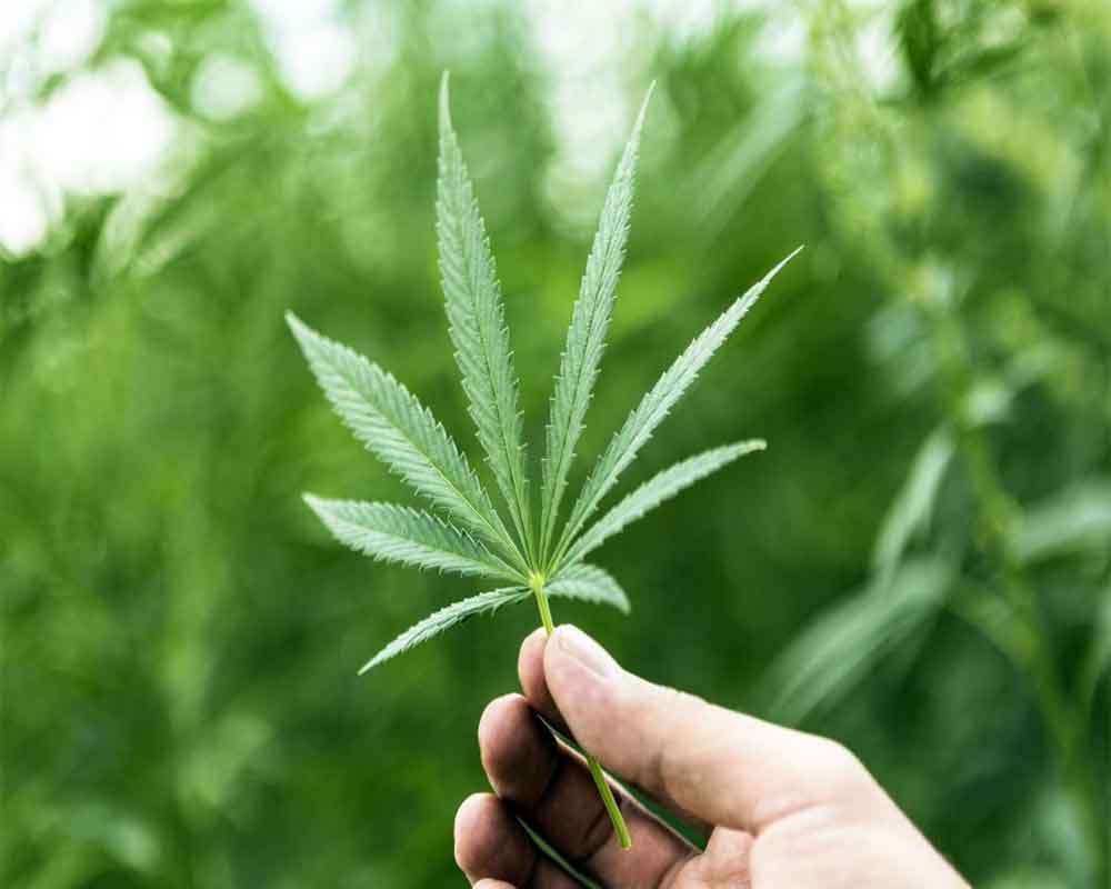 Marijuana linked to increased risk of heart problems