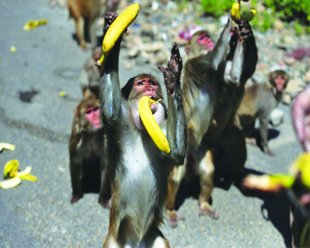 Monkey business in deserted Ayodhya