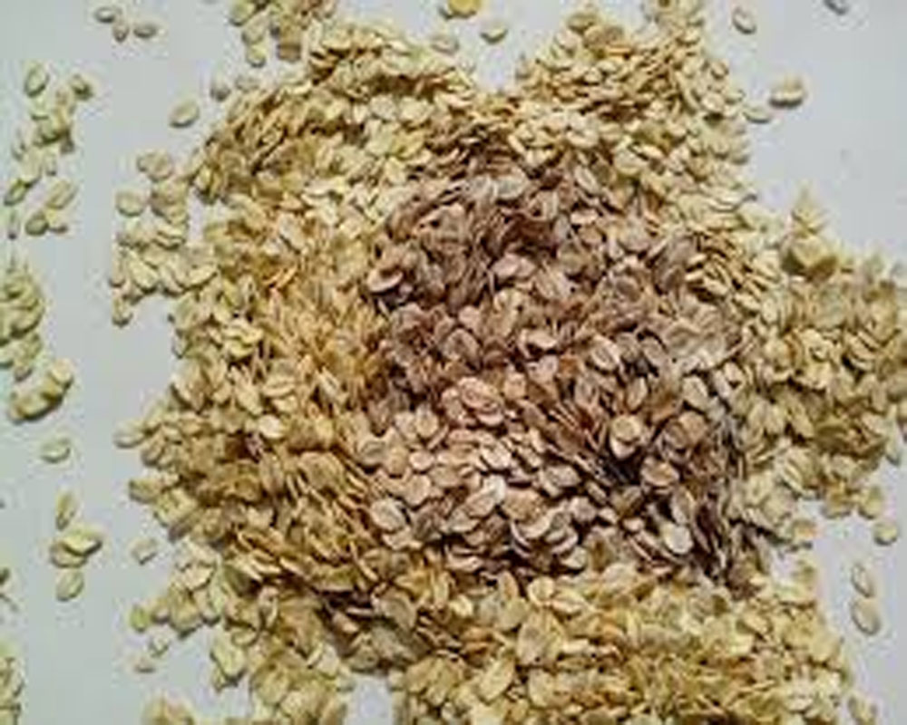 Oats, rye bran may reduce weight gain, hepatic inflammation