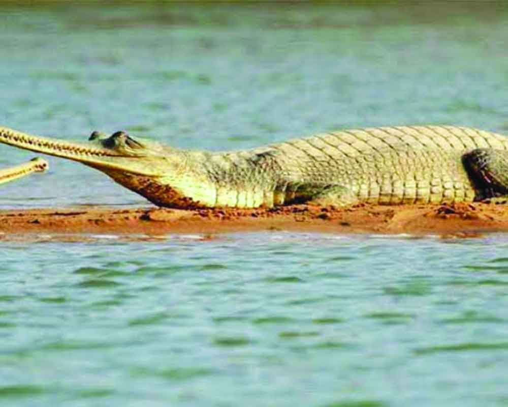 Projects shelved to save Chambal ecology