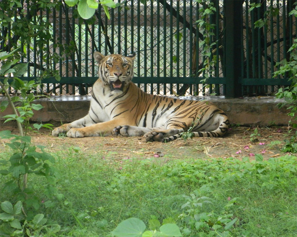 Zoos asked to remain on high alert; collect samples for COVID-19 testing