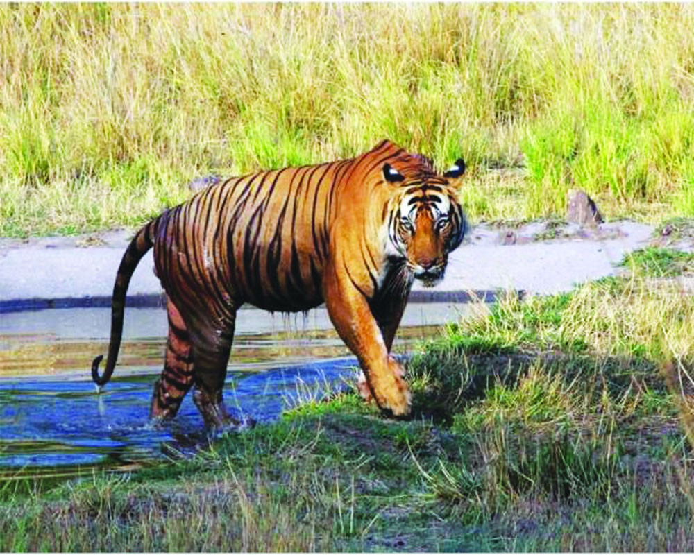 2021 begins on deadly note for tigers, 16 die in Jan