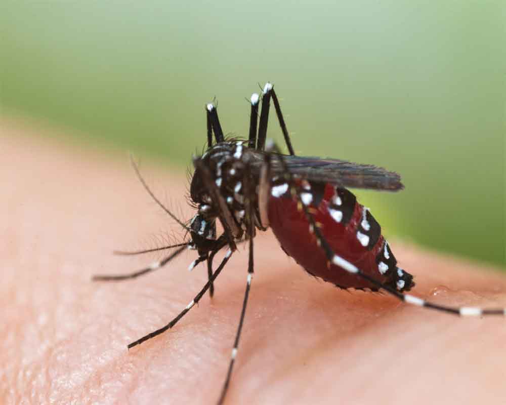 273 dengue cases in Delhi this year; 149 in Sep