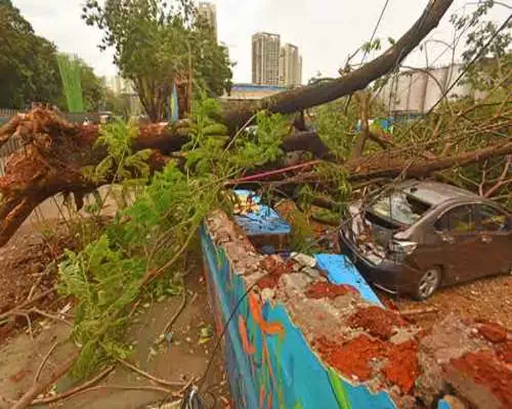 812 trees uprooted across Mumbai due to cyclone Tauktae