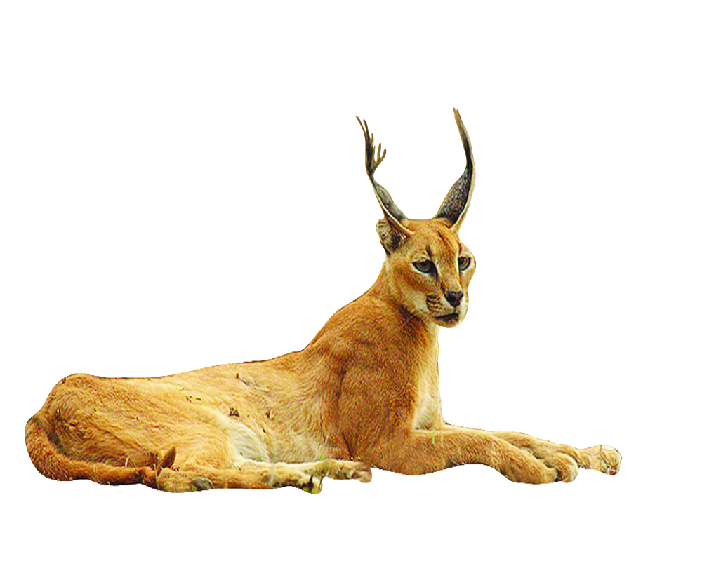 Caracal endangered species now