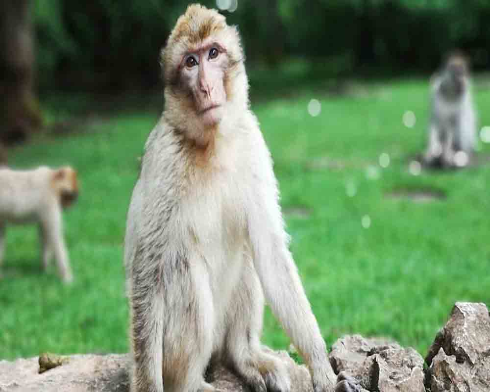 China's first human infection case with Monkey B Virus dies