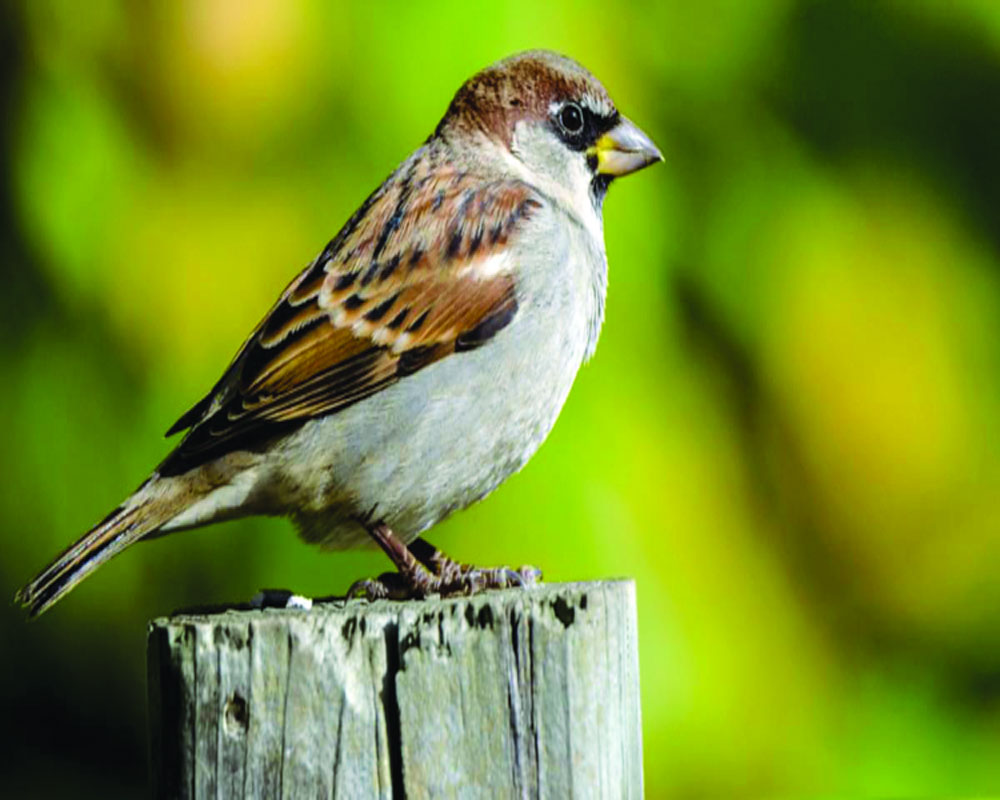 Cumulative efforts must to save sparrow from extinction