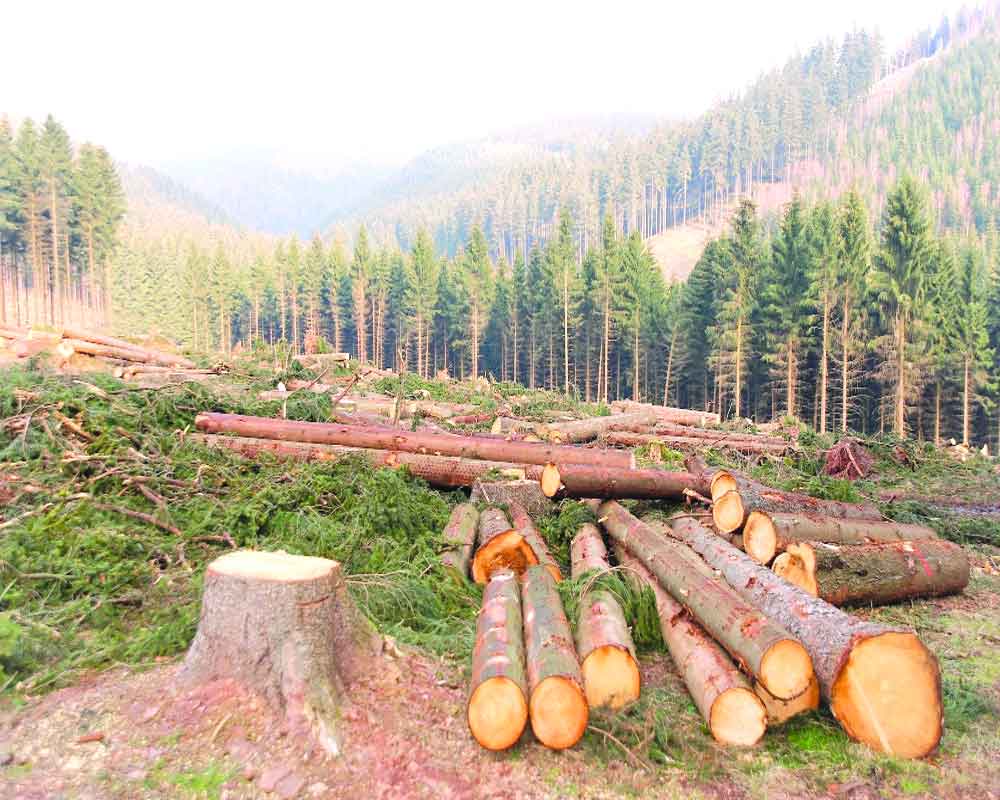 Forest onslaught since Independence in India