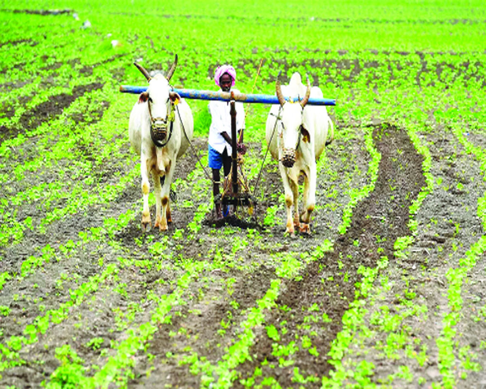 Green shoots for agri  sector with NEP2020