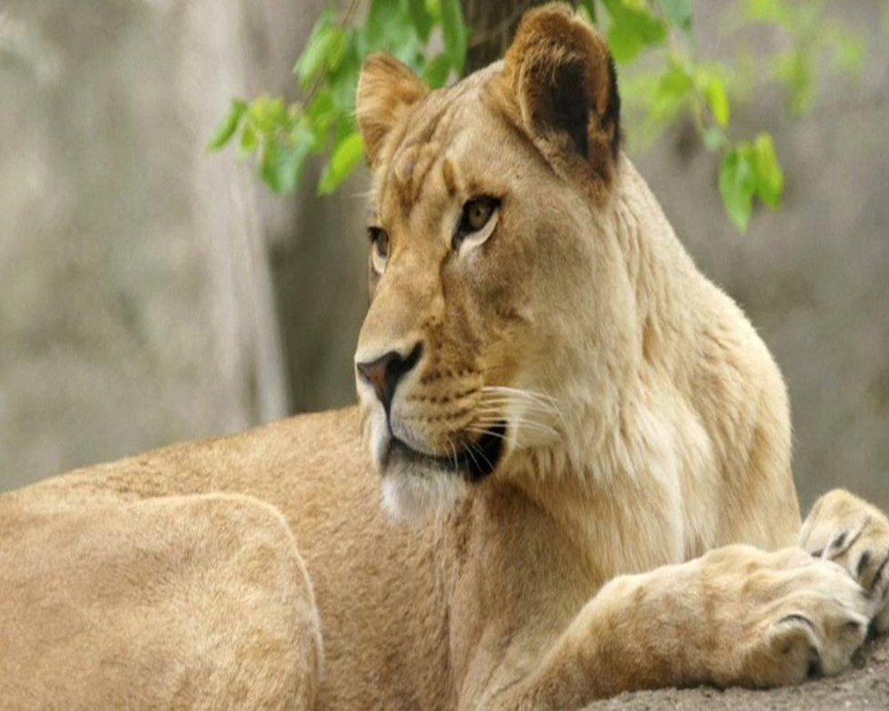 Lioness tests COVID positive at Sri Lanka zoo