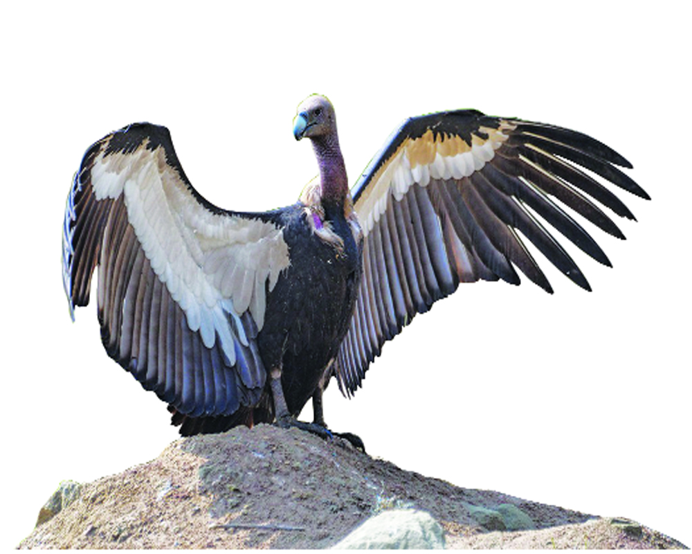 Now nimesulide a pain for white-rumped vultures