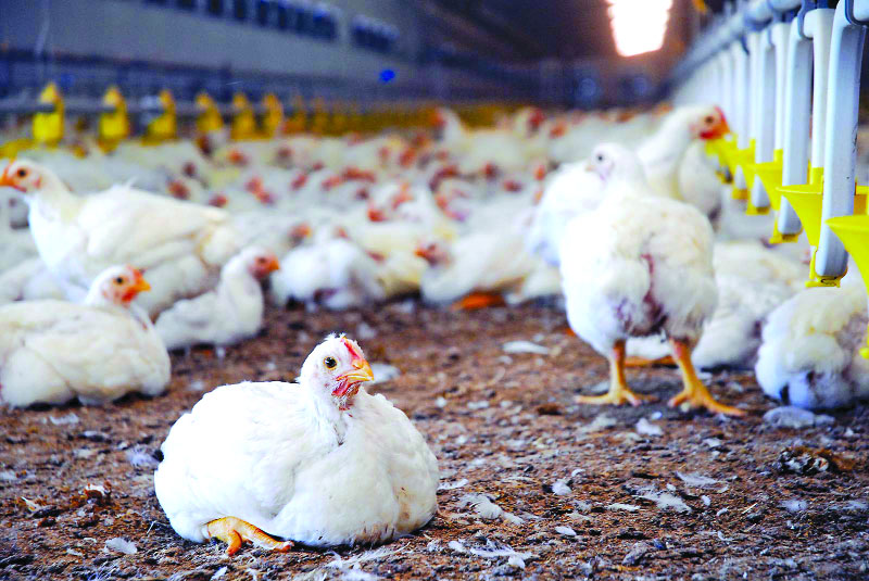 Poultry products price dips over bird flu fears