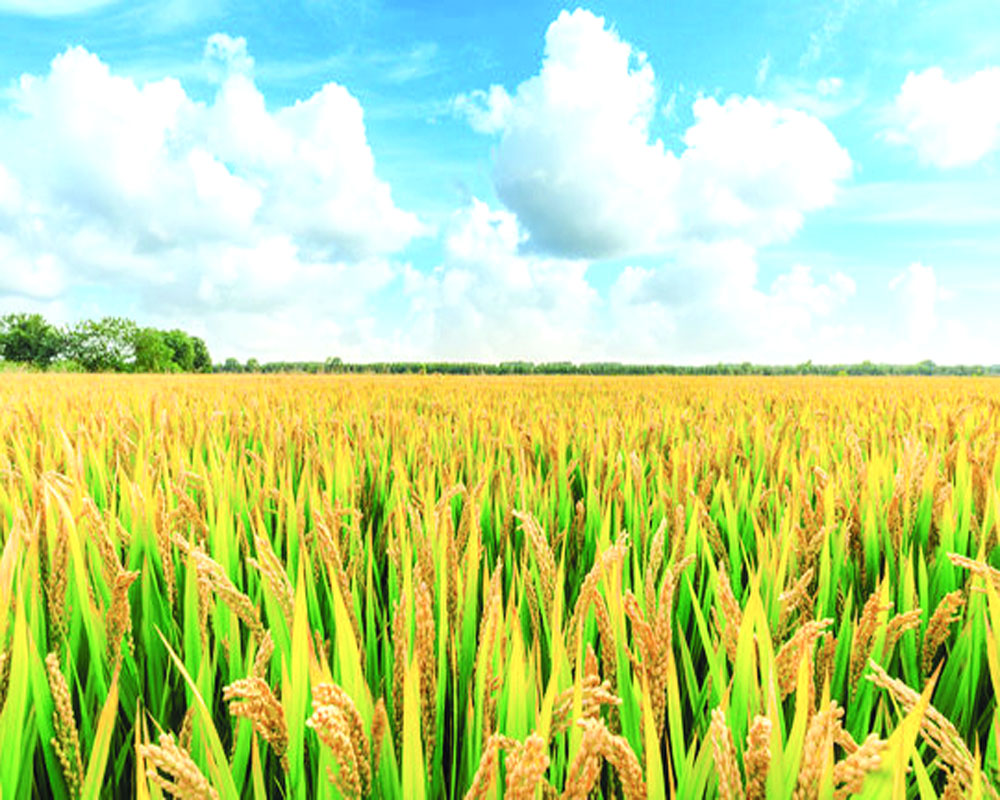 Universal rice fortification policy