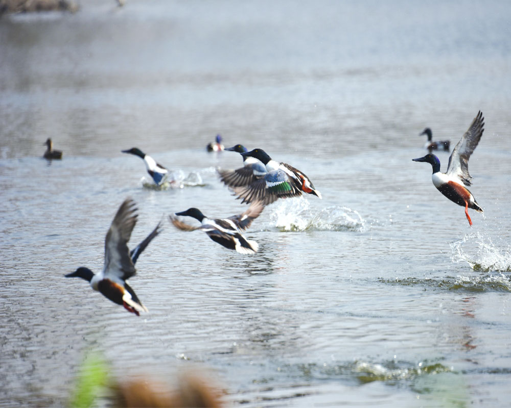Winged guests flock Delhi’s seven wetlands this winter