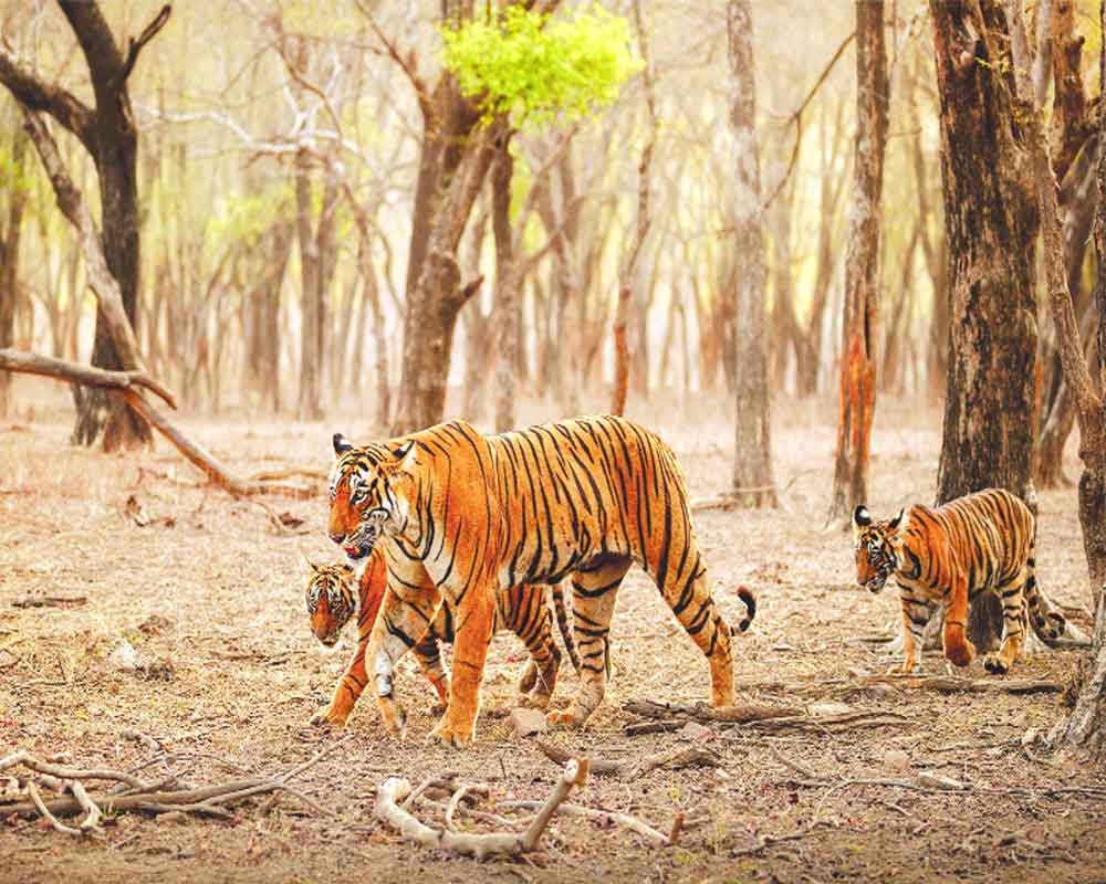 `Let big cats roar in far away jungles of India