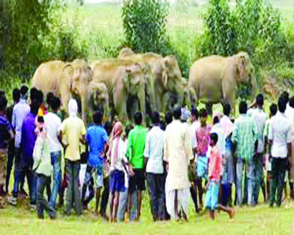 Centre to put man-animal conflict in 'disaster' category