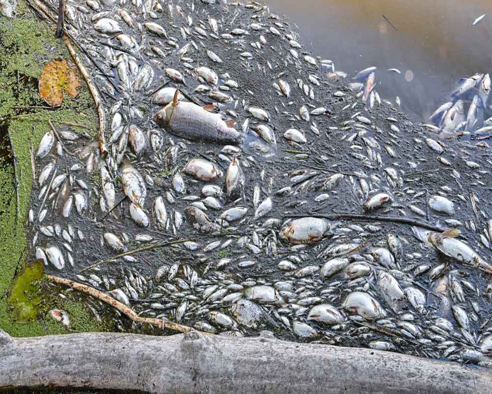 High salinity found in European river after fish die-off