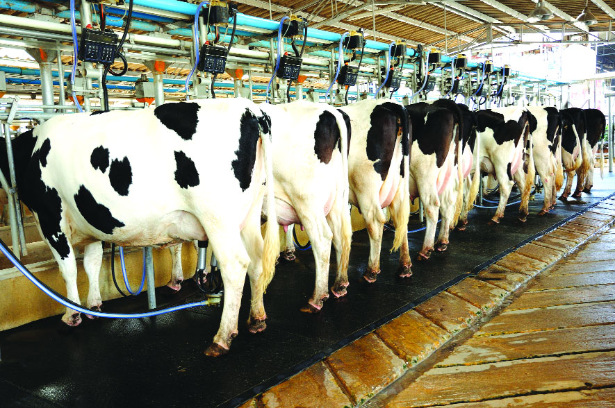 India-Aus CECA and the dairy saga