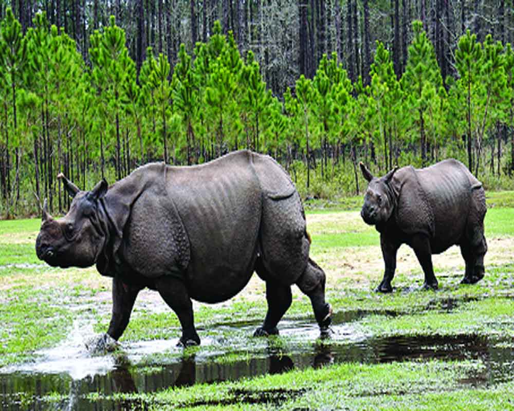 Lockdowns, conservation raise rhinos’ number in India, Nepal