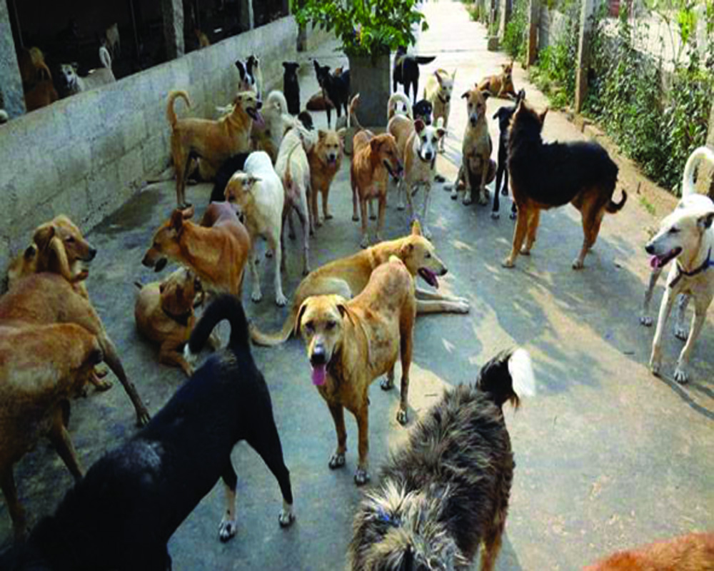 RWAs must give up biases, actions against pets