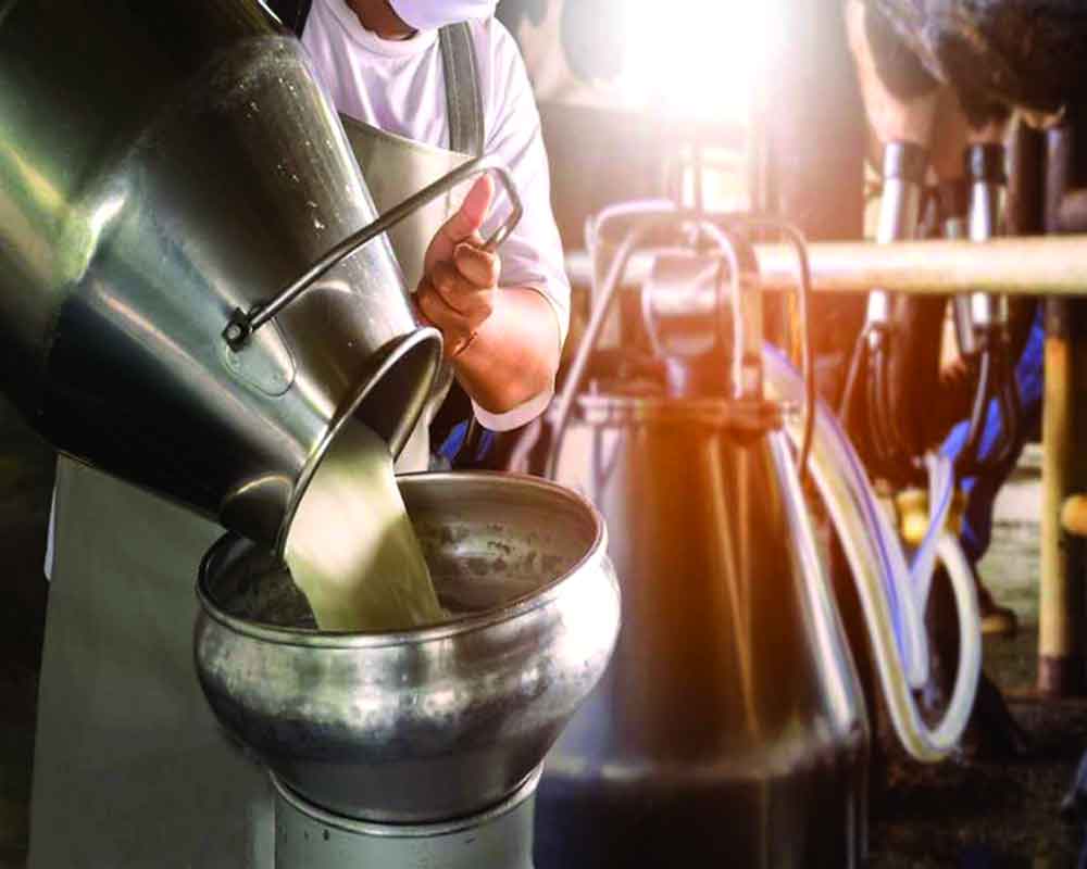 Tech Intensive Dairy Sector can become more Sustainable
