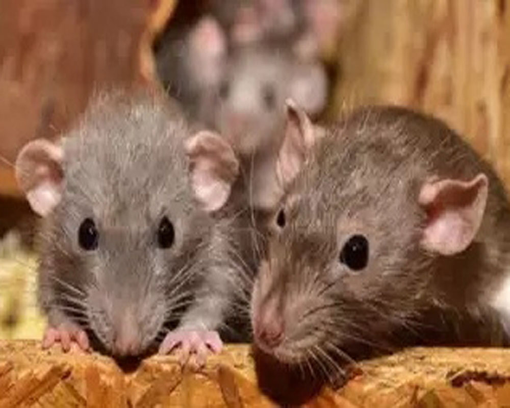 UP Police claim: 'Rats ate up 581 kg marijuana'