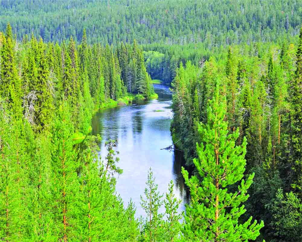 Water-forest relations need to be respected