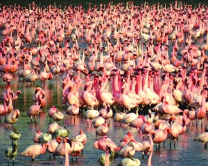 Record 1.33 lakh flamingos flock to Navi Mumbai wetlands