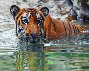 Tiger deaths in India cross 100 mark 3rd year in a row