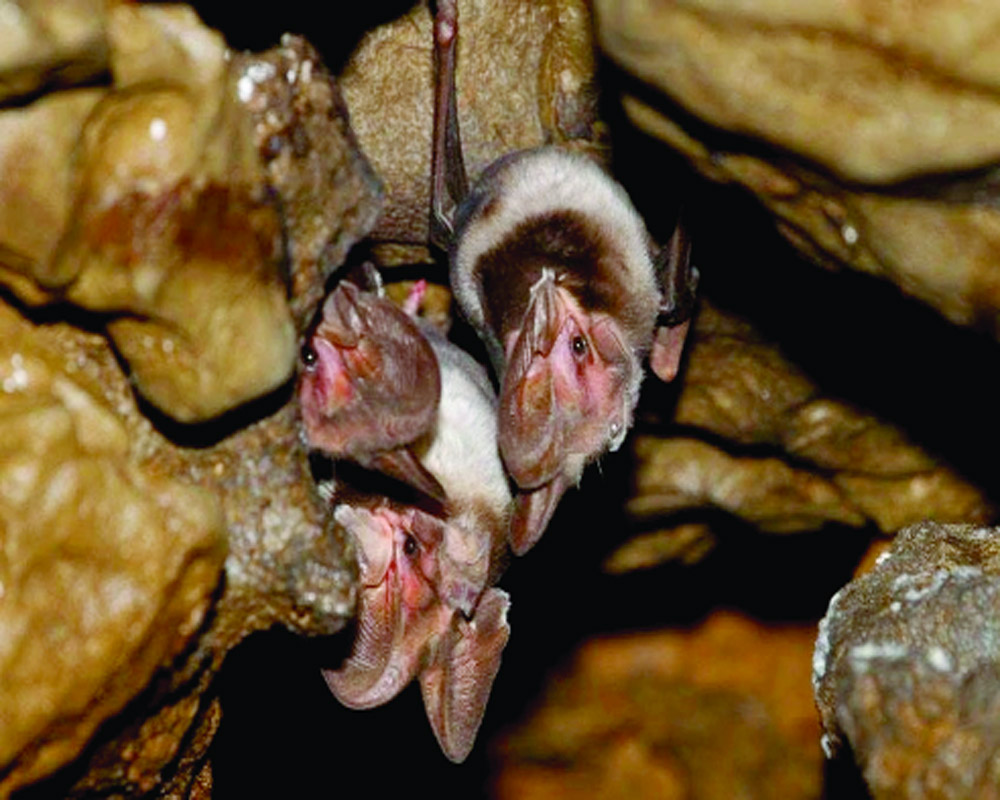 ‘Coal mining in Meghalaya to take toll on bats’
