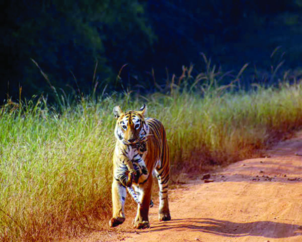 Andhari Tiger Reserve struggles with male dominance