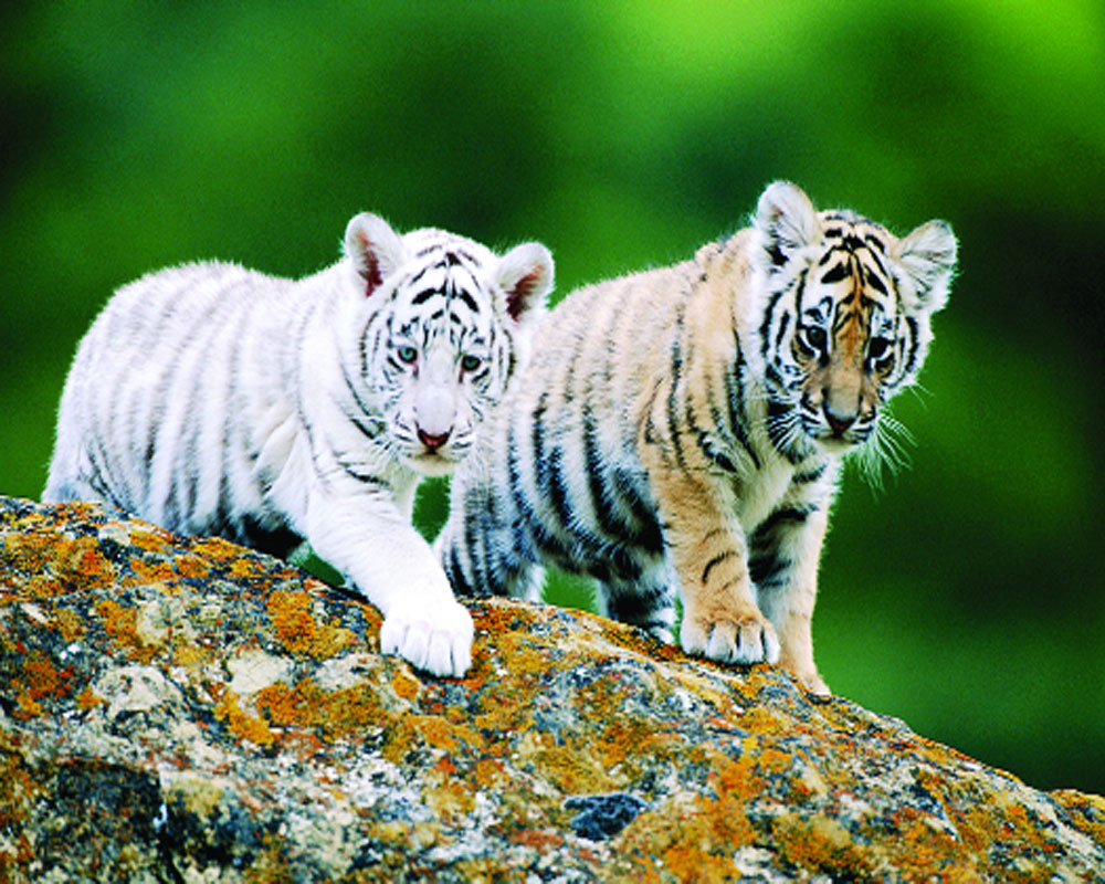 Cubs bear brunt of tiger turf war