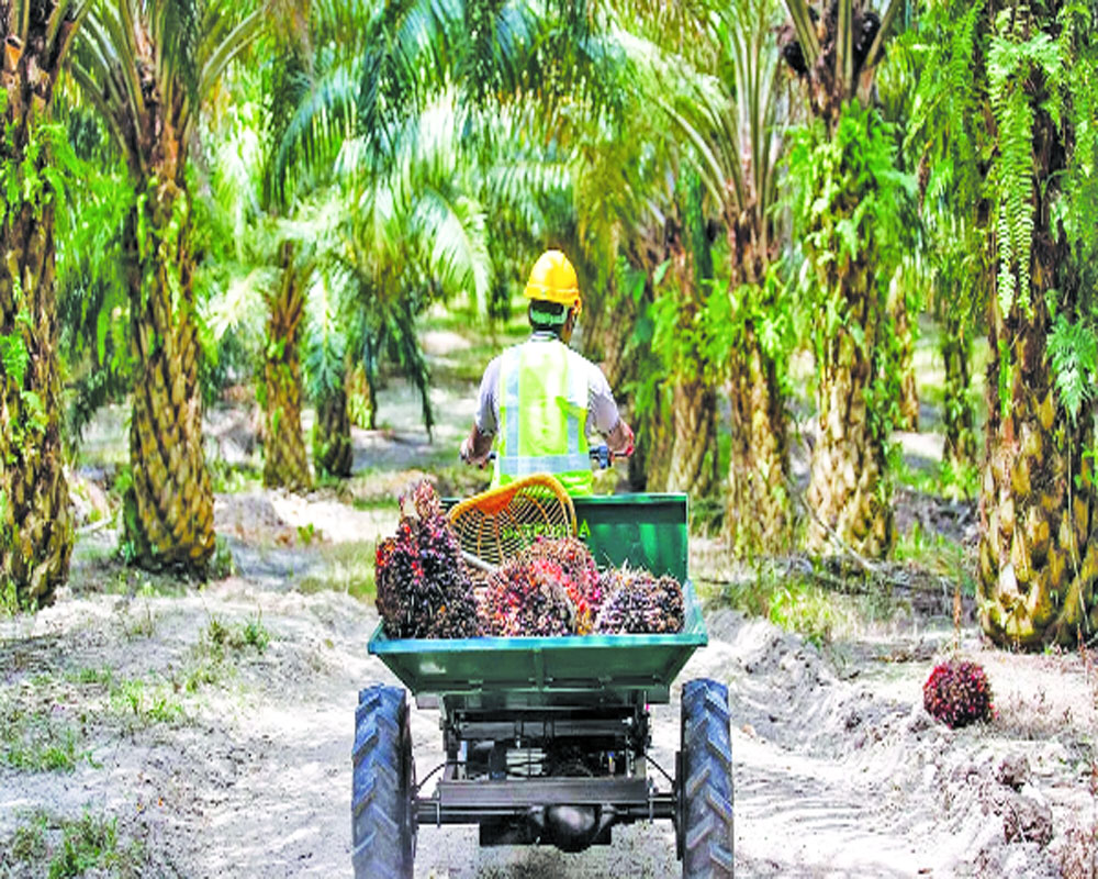 Godrej Agrovet to set up integrated palm oil complex in Telangana