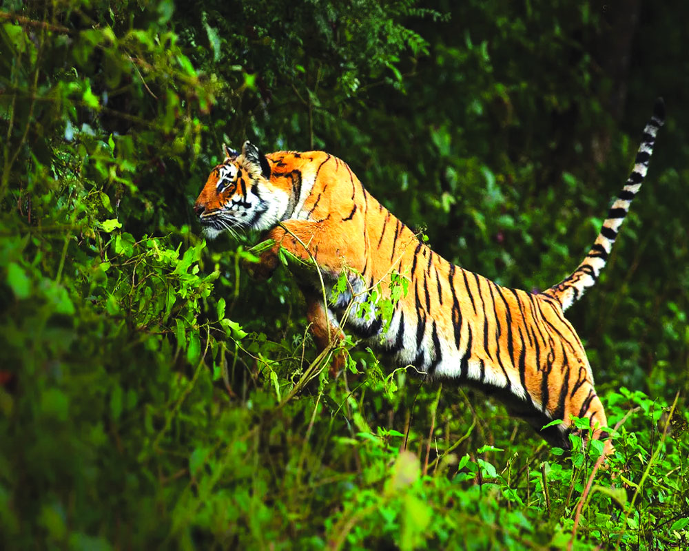 Human-tiger clash: Beyond the stripes