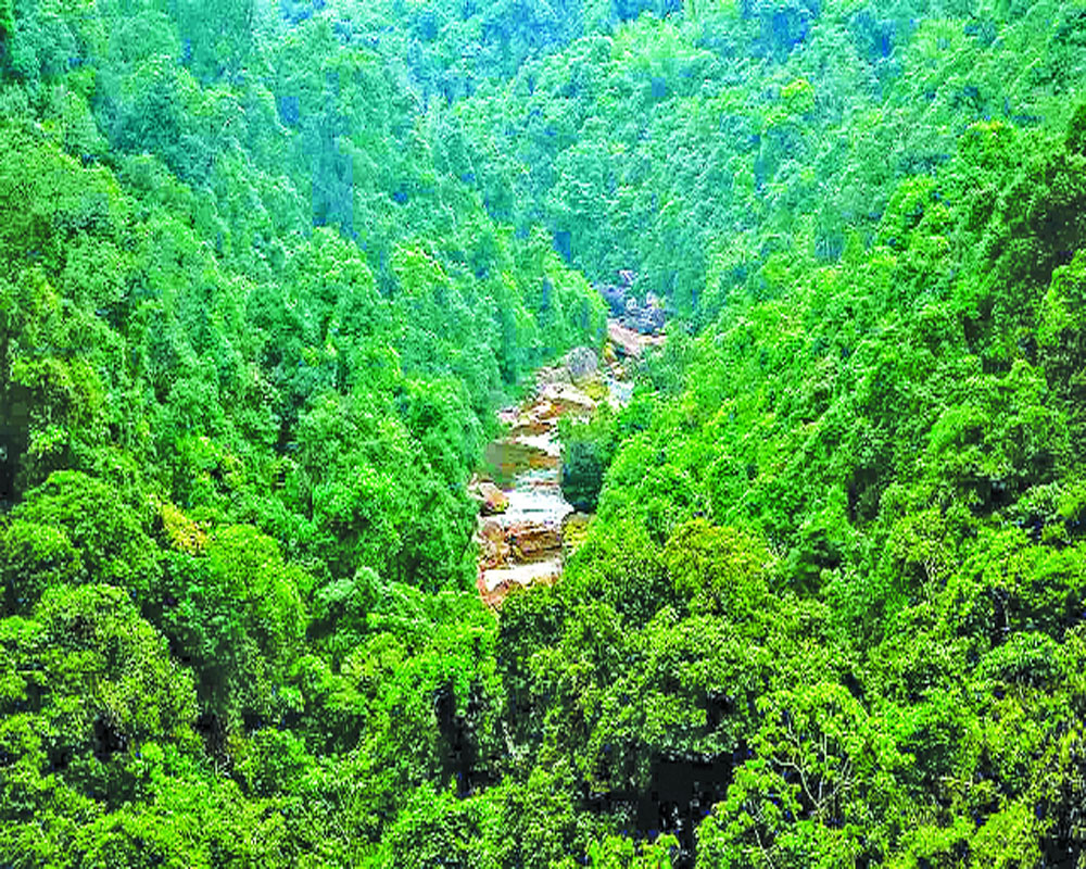 Indiaâ€™s forest policy needs revaluation