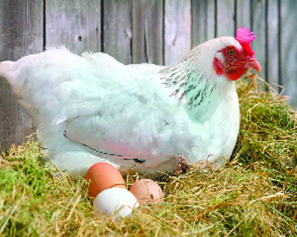 India poised to become second largest egg producer