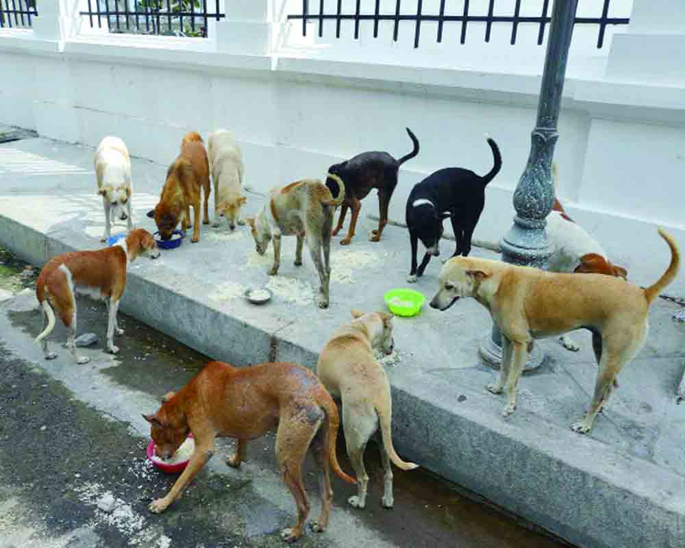 Looking after street dogs