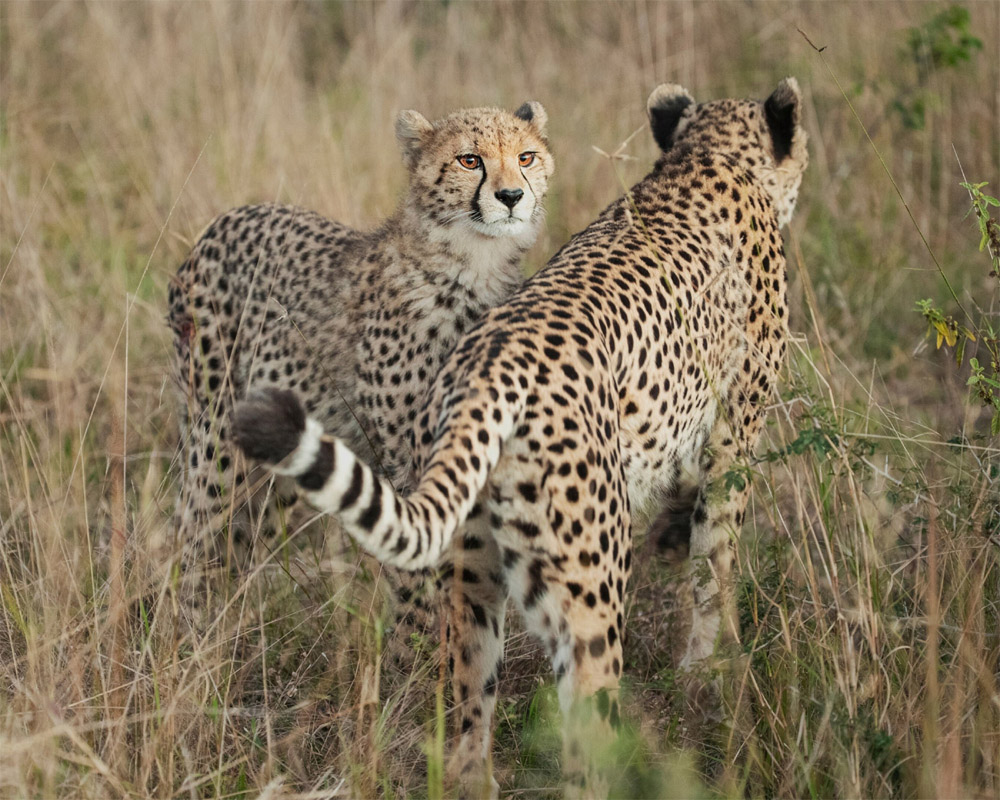 MP: 12 cheetahs from South Africa arrive at Kuno National Park; to be  released into quarantine enclosures