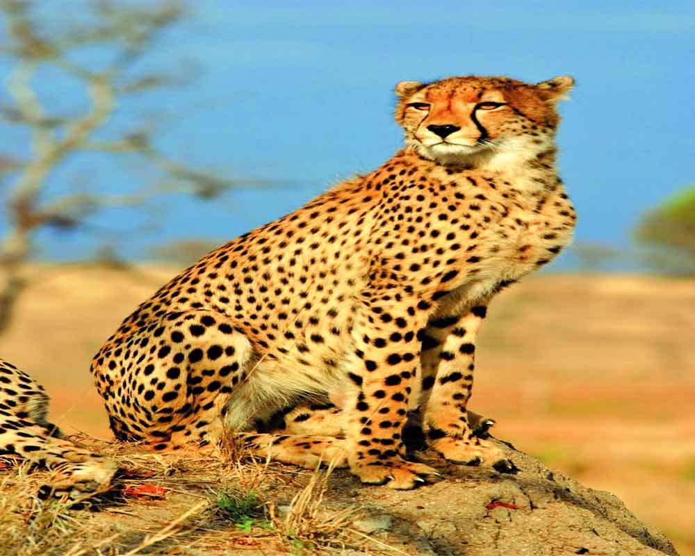 MP forest team tracking cheetah mistaken for dacoits, beaten up by villagers