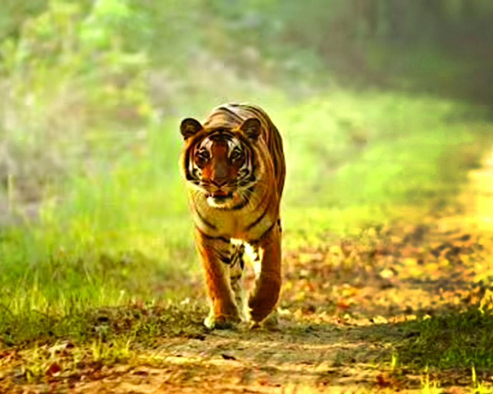 Tiger reserves or big cat graveyards