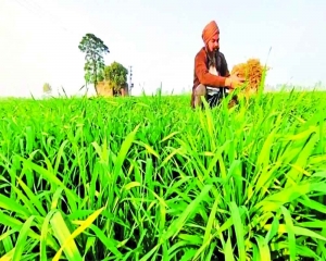 Budget waters down farm sector