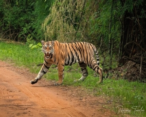 Cambodia mountain to be home to Indian tigers